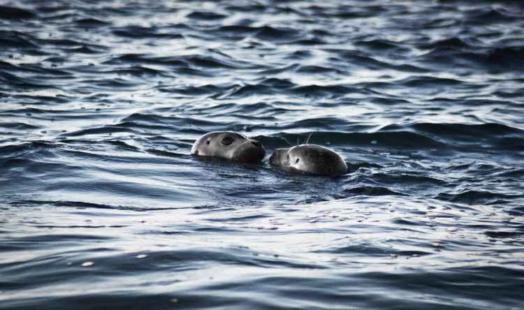 two sea lions in ocean at daytime